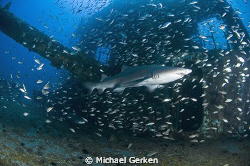 Carcharias taurus or Sand Tiger Shark; Buoy deck of the U... by Michael Gerken 